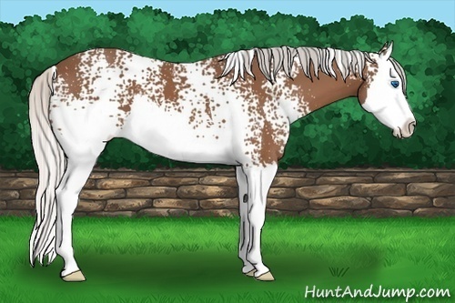 Horse Color:White Spotted Silver Bay Splash