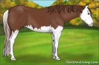 Horse Color:Chestnut Splash 