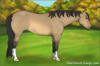 Horse Color:Buckskin Dun