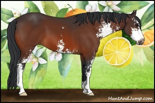 Horse Color:Bay Sabino 