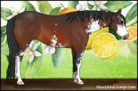 Horse Color:Bay Sabino 