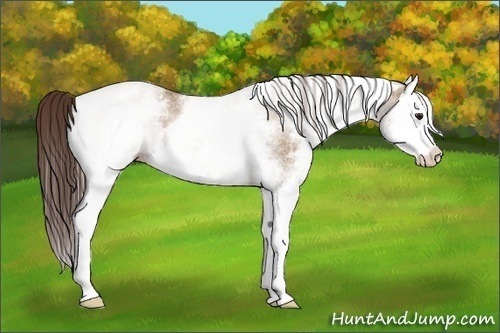 Horse Color:White Spotted Classic Champagne Splash 