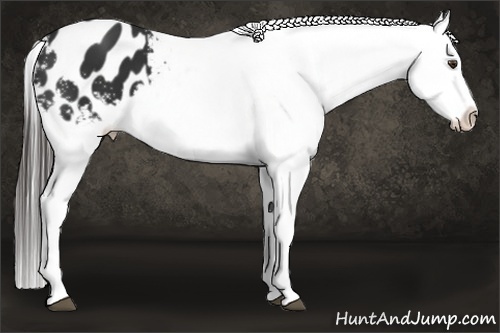 Horse Color:White Spotted Liver Chestnut Splash Appaloosa 