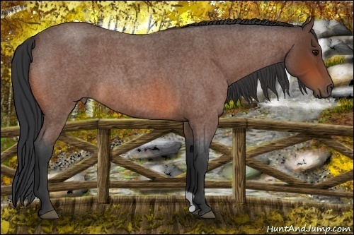 Horse Color:Bay Roan 