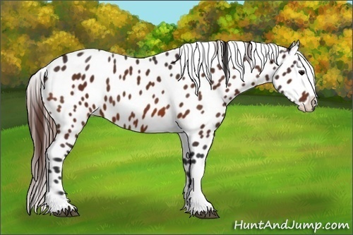 Horse Color:Bay Appaloosa 
