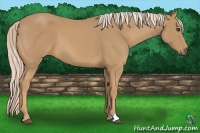 Horse Color:Palomino 