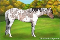 Horse Color:White Spotted Bay Ice Roan