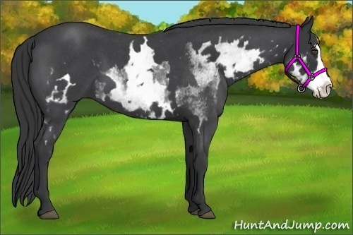 Horse Color:White Spotted Blue Roan Splash Frame 