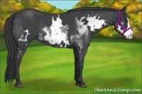 Horse Color:White Spotted Blue Roan Splash Frame 