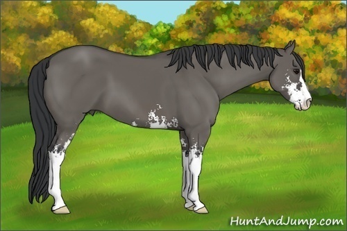 Horse Color:Grullo Sabino Frame