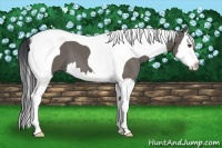 Horse Color:Grullo Splash Tobiano 