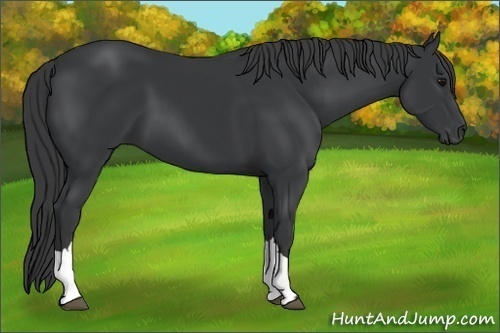 Horse Color:Black 
