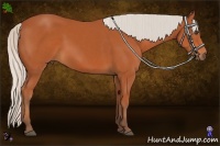 Horse Color:Silver Bay Sabino 