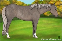 Horse Color:Silver Black Rabicano 
