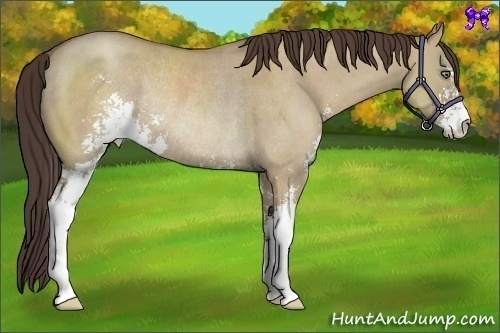 Horse Color:Classic Champagne Dun Sabino Rabicano