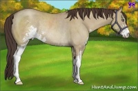 Horse Color:Classic Champagne Dun Sabino Rabicano 