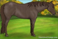 Horse Color:Liver Red Roan 