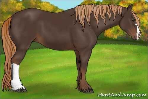 Horse Color:Liver Chestnut 