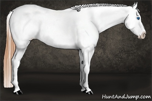 Horse Color:Buckskin Splash Leopard