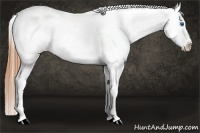 Horse Color:Buckskin Splash Leopard 