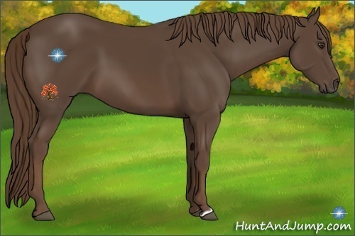 Horse Color:Liver Chestnut 