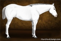 Horse Color:Liver Red Dun Appaloosa