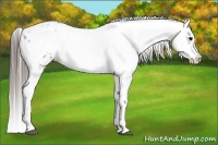 Horse Color:Black Sabino Appaloosa