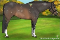 Horse Color:White Spotted Buckskin