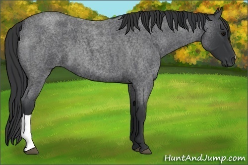 Horse Color:Blue Roan 