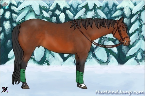 Horse Color:Bay Sabino 