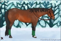 Horse Color:Bay Sabino 