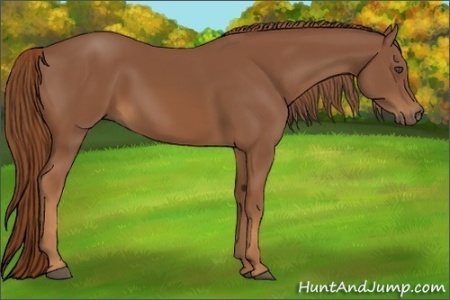 Horse Color:Chestnut Rabicano 