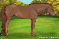 Horse Color:Chestnut Rabicano 