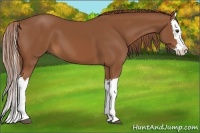 Horse Color:Chestnut Splash