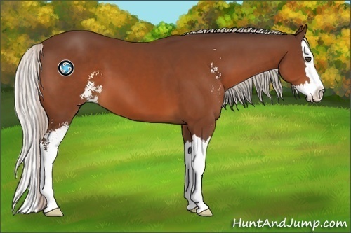 Horse Color:Silver Bay Sabino Splash