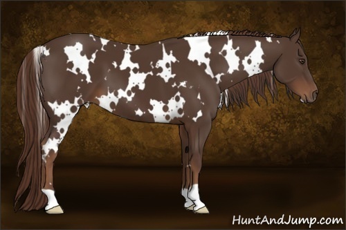 Horse Color:White Spotted Liver Chestnut 