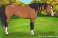 Horse Color:Bay Splash 
