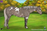 Horse Color:White Spotted Silver Black