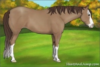 Horse Color:Unknown 
