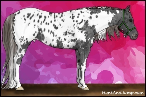 Horse Color:White Spotted Smoky Black Near Leopard 