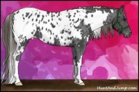 Horse Color:White Spotted Smoky Black Appaloosa 