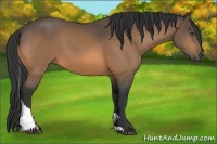 Horse Color:Buckskin Tobiano 