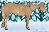 Horse Color:White Spotted Palomino Sabino 