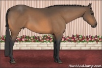 Horse Color:Buckskin 