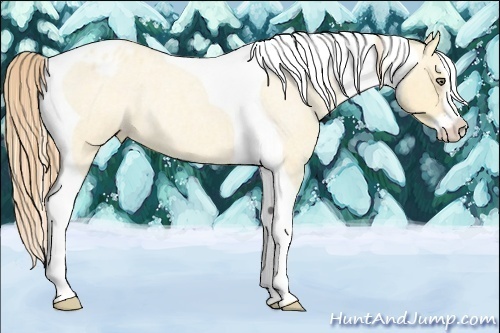 Horse Color:Gold Champagne Roan Dun Splash Tobiano Frame Varnish Rabicano 