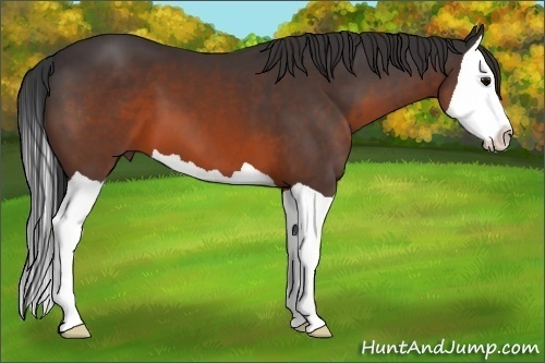 Horse Color:Brown Splash