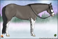 Horse Color:Grullo Sabino