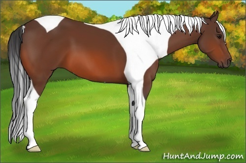 Horse Color:Bay Tobiano 