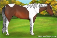 Horse Color:Bay Tobiano 