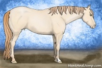 Horse Color:Buckskin Pearl 